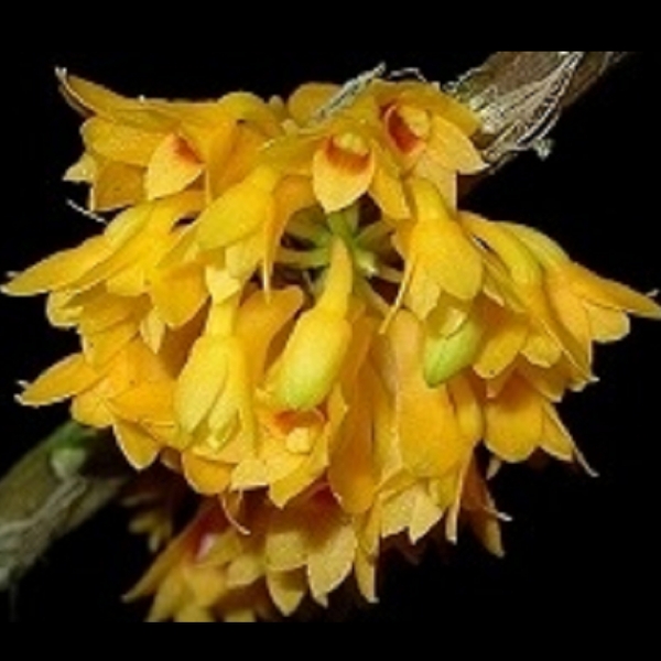 10296 Dendrobium topaziacum (= Dendrobium bullenianum)