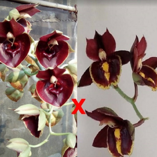 9479 Catasetum Orchidglade 