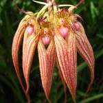 Bulbophyllum catalog