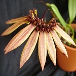 Bulbophyllum catalog 2