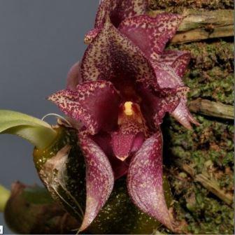 Bulbophyllum catalog 3