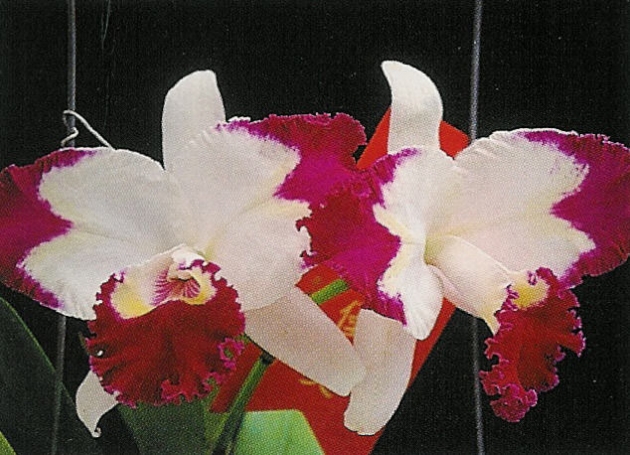 6169	Cattleya White Spark 'ORCHIS' 1