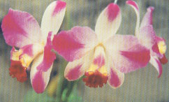 6429	Cattleya Hsinying Excell 