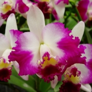 6462	Cattleya Hsinying Excell 'Pink Kitty' 1