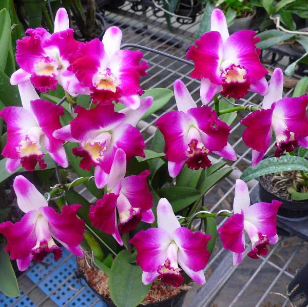 6462	Cattleya Hsinying Excell 'Pink Kitty' 2