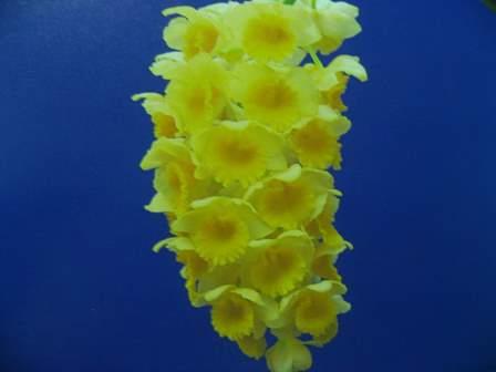 10002 Dendrobium densiflorum 4