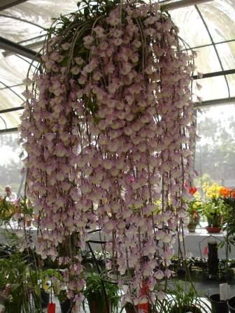 10004 Dendrobium pierardii 3