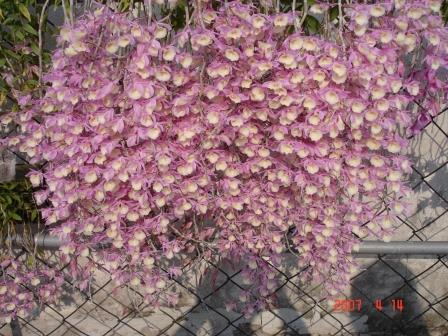 10004 Dendrobium pierardii 2