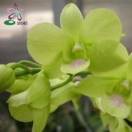 10027-1 Dendrobium Burana Greenstar'O-1' 1
