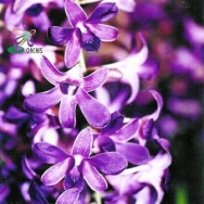 10030 Dendrobium Blue Violetta
