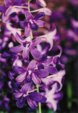 10030 Dendrobium Blue Violetta 2