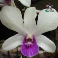 10066 Dendrobium (Spell Bound x Ta Kigushi) 'ORCHIS' 1