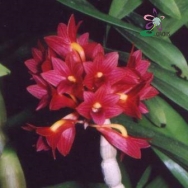 10071 Dendrobium Usitae
