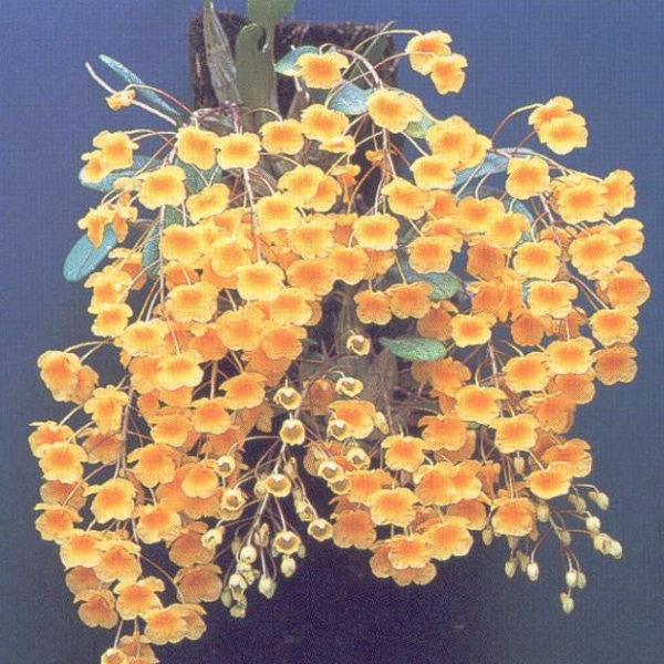 10123  Dendrobium  aggregatum 1