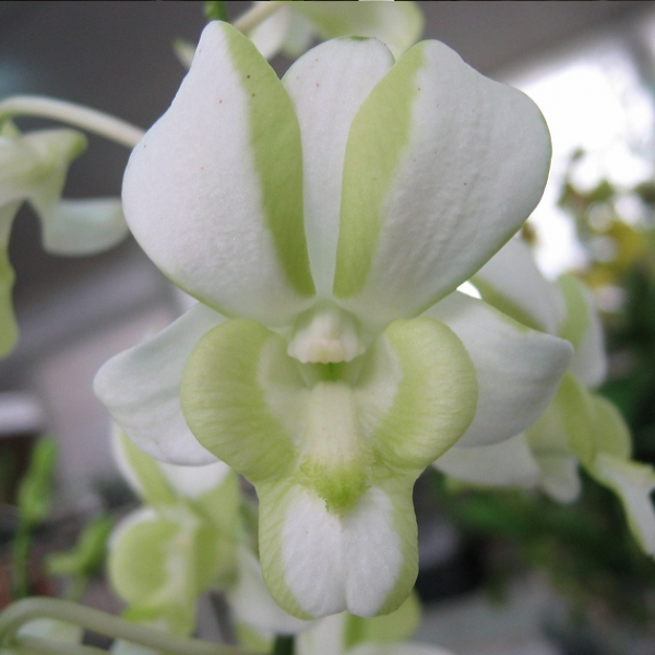 10126 Dendrobium Burana White