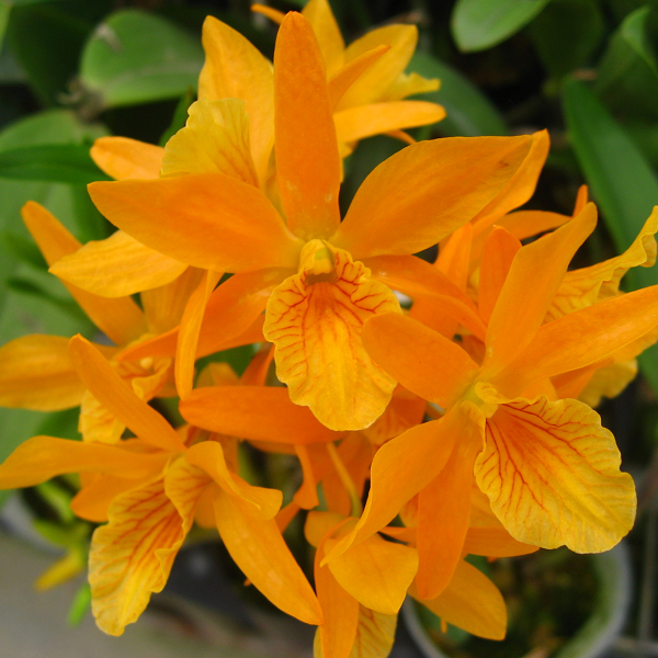 10131 Dendrobium Stardust 'orange' 1