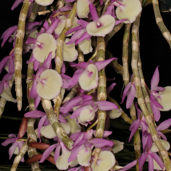 10133 Dendrobium primulinum