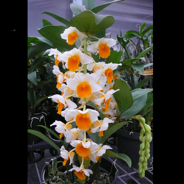 10154 Dendrobium thyrsiflorum