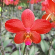 41189 Phalaenopsis Chingruey's Blackpearl x Vanda Robert's Delight 1