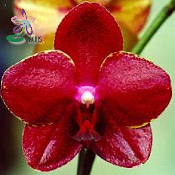 4329 Phalaenopsis Chingruey’s Goddess 1