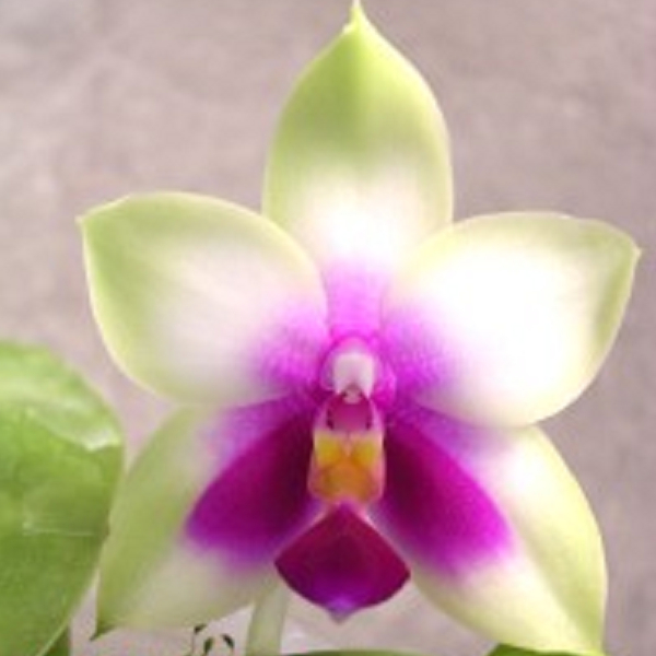 4744 P. Bellina =Phalaenopsis bellina 1