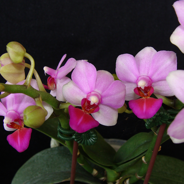 4931  Phalaenopsis Liu's Berry =Doritaenopsis Liu's Berry 'Orchid Pavilion' 1